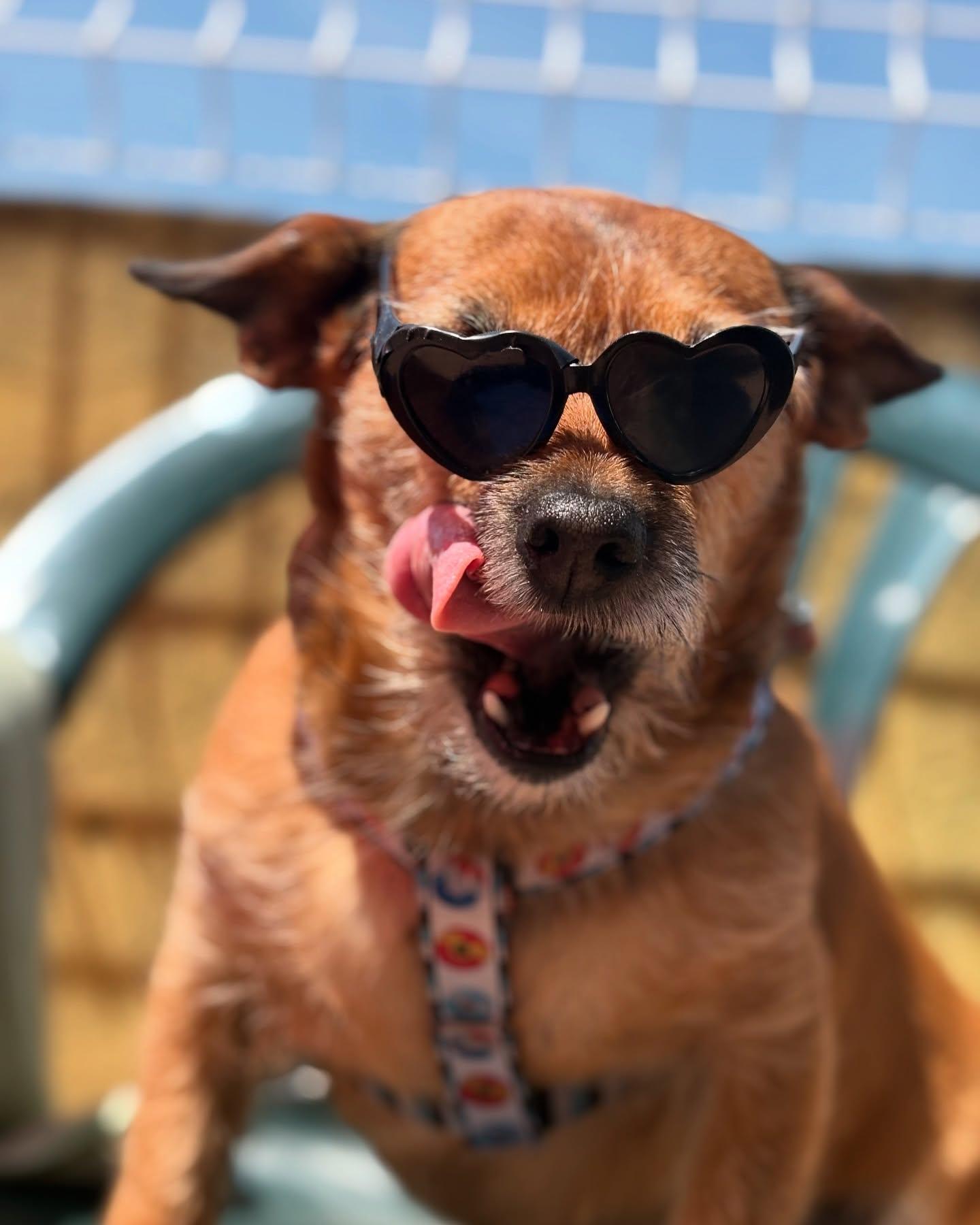 Cão de óculos de sol em forma de coração a lamber o focinho