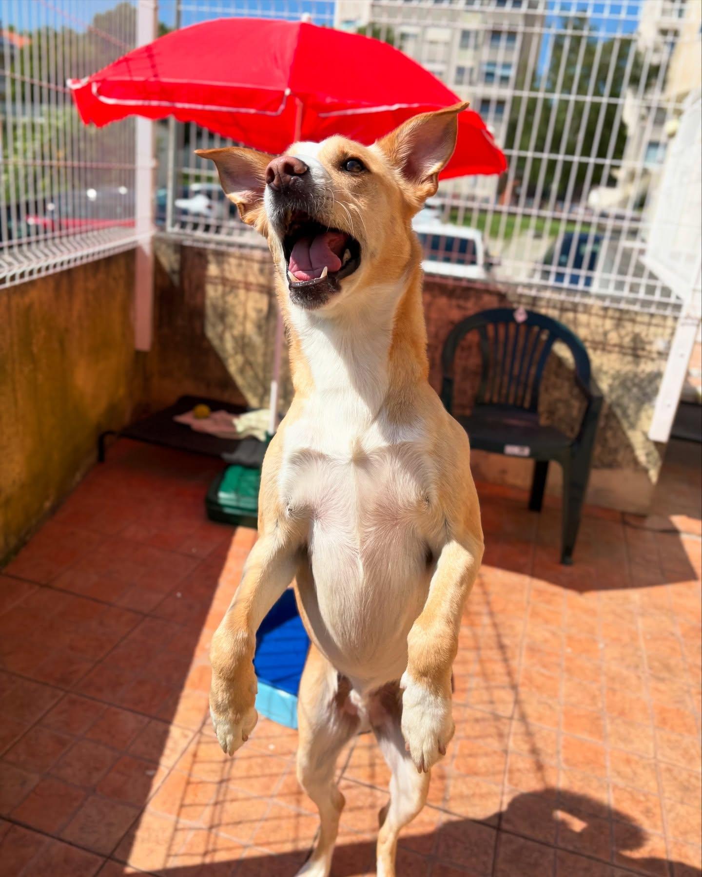 Cão a saltar de alegria no pátio da creche