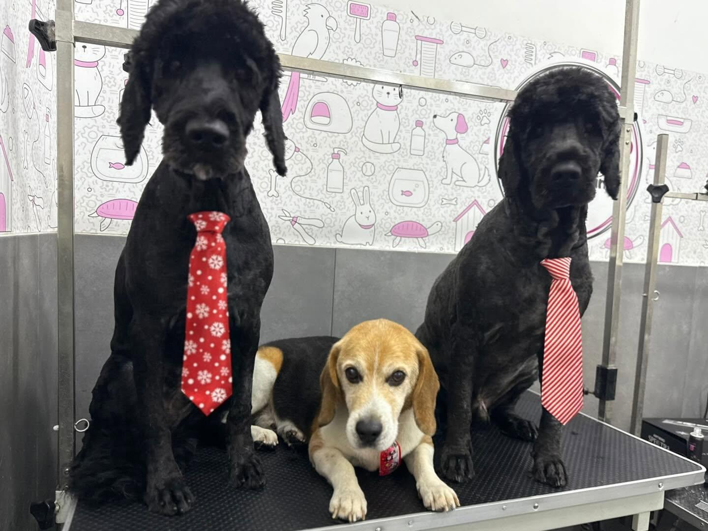 Dois caniches pretos e um beagle com gravata, depois da tosquia